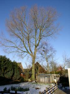 Boom Buurman Driesum kaal